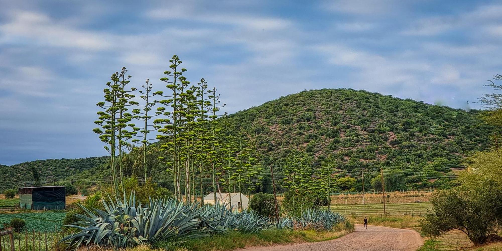 Berluda Farmhouse And Cottages Oudtshoorn Kültér fotó